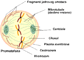 Prometafaza